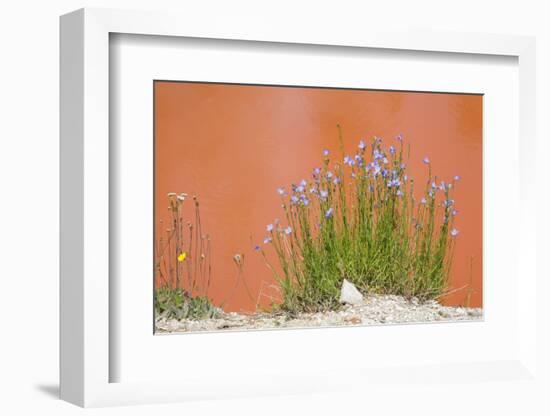 Wyoming, Yellowstone National Park, Harebell Flowers at Tomato Soup Hot Spring-Elizabeth Boehm-Framed Photographic Print