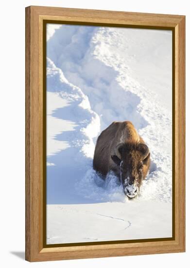 Wyoming, Yellowstone National Park, Hayden Valley, Bison Breaking Trail in Snow-Elizabeth Boehm-Framed Premier Image Canvas