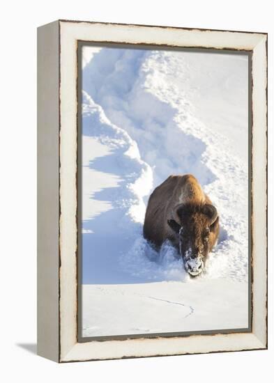 Wyoming, Yellowstone National Park, Hayden Valley, Bison Breaking Trail in Snow-Elizabeth Boehm-Framed Premier Image Canvas