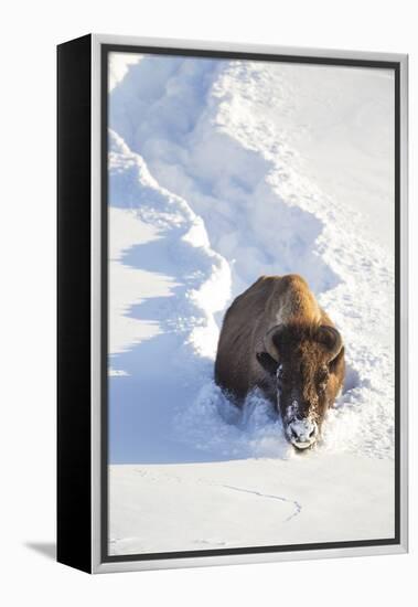 Wyoming, Yellowstone National Park, Hayden Valley, Bison Breaking Trail in Snow-Elizabeth Boehm-Framed Premier Image Canvas