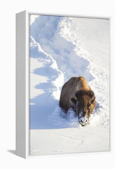 Wyoming, Yellowstone National Park, Hayden Valley, Bison Breaking Trail in Snow-Elizabeth Boehm-Framed Premier Image Canvas