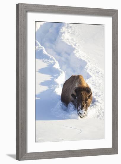 Wyoming, Yellowstone National Park, Hayden Valley, Bison Breaking Trail in Snow-Elizabeth Boehm-Framed Photographic Print