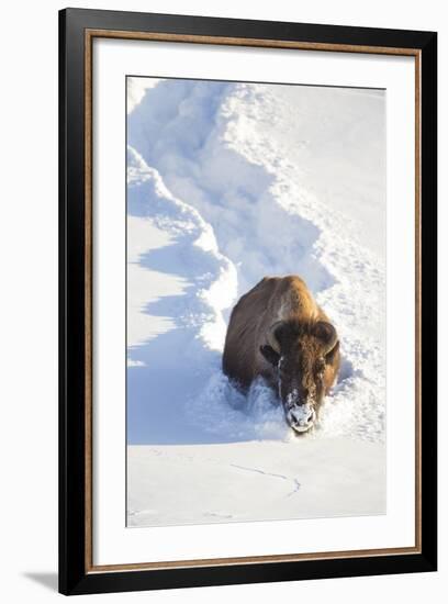 Wyoming, Yellowstone National Park, Hayden Valley, Bison Breaking Trail in Snow-Elizabeth Boehm-Framed Photographic Print