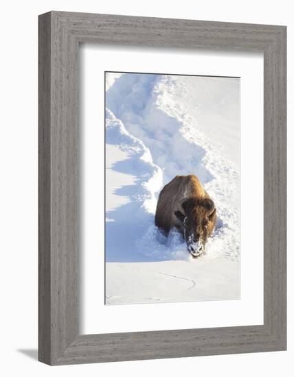 Wyoming, Yellowstone National Park, Hayden Valley, Bison Breaking Trail in Snow-Elizabeth Boehm-Framed Photographic Print