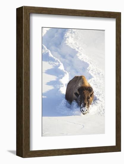 Wyoming, Yellowstone National Park, Hayden Valley, Bison Breaking Trail in Snow-Elizabeth Boehm-Framed Photographic Print