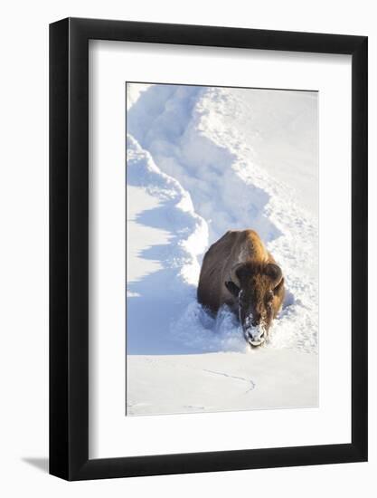 Wyoming, Yellowstone National Park, Hayden Valley, Bison Breaking Trail in Snow-Elizabeth Boehm-Framed Photographic Print