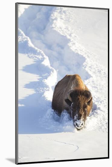 Wyoming, Yellowstone National Park, Hayden Valley, Bison Breaking Trail in Snow-Elizabeth Boehm-Mounted Photographic Print