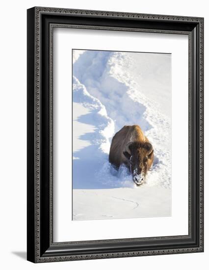 Wyoming, Yellowstone National Park, Hayden Valley, Bison Breaking Trail in Snow-Elizabeth Boehm-Framed Photographic Print