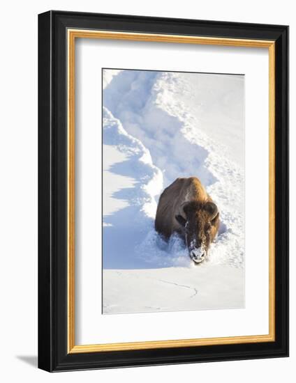 Wyoming, Yellowstone National Park, Hayden Valley, Bison Breaking Trail in Snow-Elizabeth Boehm-Framed Photographic Print