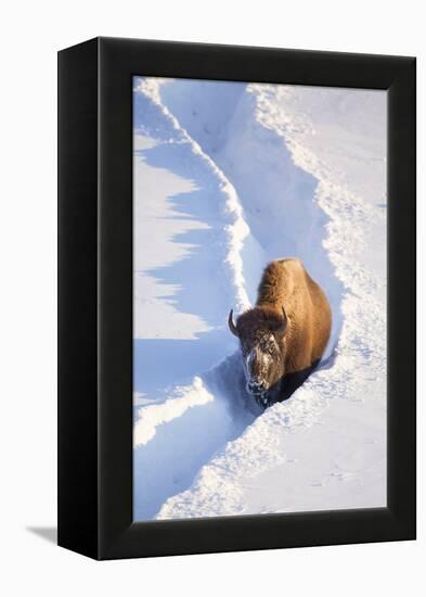 Wyoming, Yellowstone National Park, Hayden Valley, Bison Walking in Snow Trough-Elizabeth Boehm-Framed Premier Image Canvas