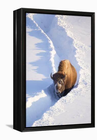 Wyoming, Yellowstone National Park, Hayden Valley, Bison Walking in Snow Trough-Elizabeth Boehm-Framed Premier Image Canvas