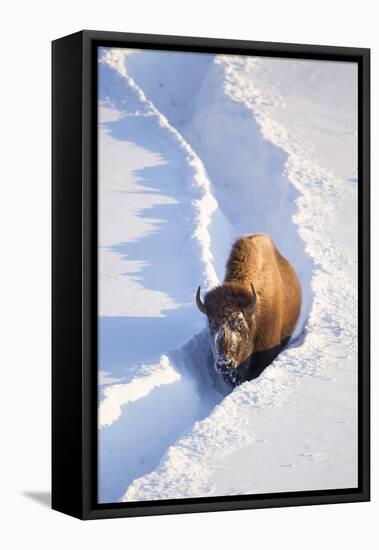 Wyoming, Yellowstone National Park, Hayden Valley, Bison Walking in Snow Trough-Elizabeth Boehm-Framed Premier Image Canvas