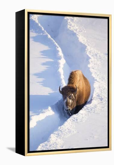 Wyoming, Yellowstone National Park, Hayden Valley, Bison Walking in Snow Trough-Elizabeth Boehm-Framed Premier Image Canvas