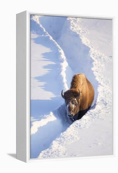 Wyoming, Yellowstone National Park, Hayden Valley, Bison Walking in Snow Trough-Elizabeth Boehm-Framed Premier Image Canvas