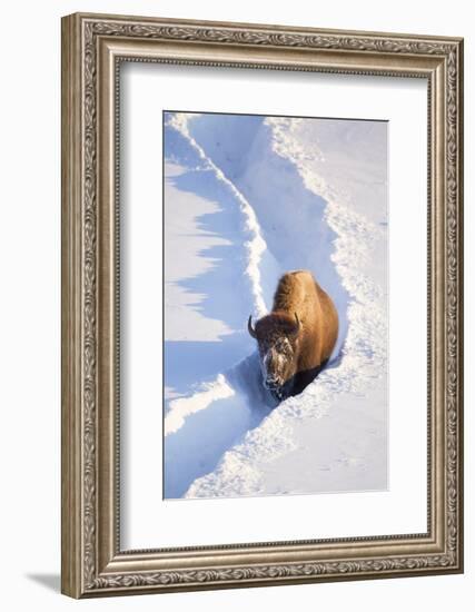 Wyoming, Yellowstone National Park, Hayden Valley, Bison Walking in Snow Trough-Elizabeth Boehm-Framed Photographic Print