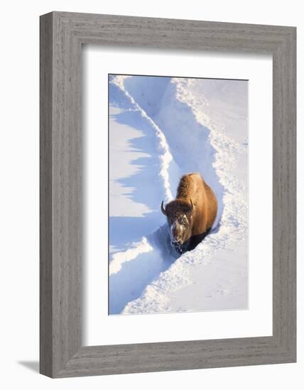 Wyoming, Yellowstone National Park, Hayden Valley, Bison Walking in Snow Trough-Elizabeth Boehm-Framed Photographic Print