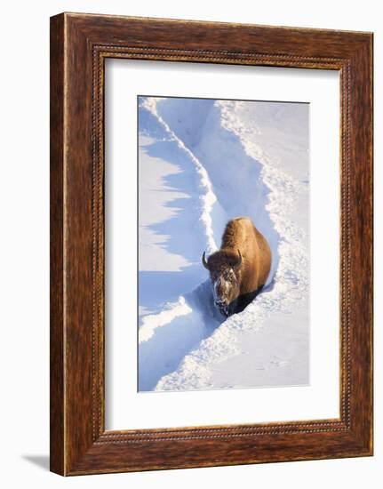 Wyoming, Yellowstone National Park, Hayden Valley, Bison Walking in Snow Trough-Elizabeth Boehm-Framed Photographic Print