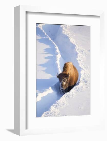 Wyoming, Yellowstone National Park, Hayden Valley, Bison Walking in Snow Trough-Elizabeth Boehm-Framed Photographic Print