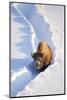 Wyoming, Yellowstone National Park, Hayden Valley, Bison Walking in Snow Trough-Elizabeth Boehm-Mounted Photographic Print