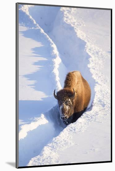 Wyoming, Yellowstone National Park, Hayden Valley, Bison Walking in Snow Trough-Elizabeth Boehm-Mounted Photographic Print