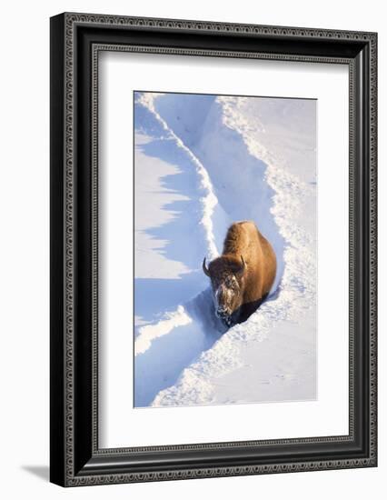 Wyoming, Yellowstone National Park, Hayden Valley, Bison Walking in Snow Trough-Elizabeth Boehm-Framed Photographic Print