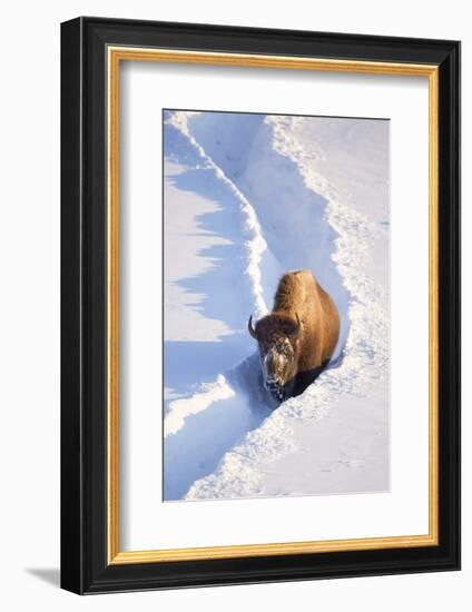 Wyoming, Yellowstone National Park, Hayden Valley, Bison Walking in Snow Trough-Elizabeth Boehm-Framed Photographic Print