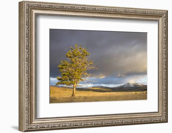 Wyoming, Yellowstone National Park, Lodgepole Pine on the Swan Lake Flats-Elizabeth Boehm-Framed Photographic Print