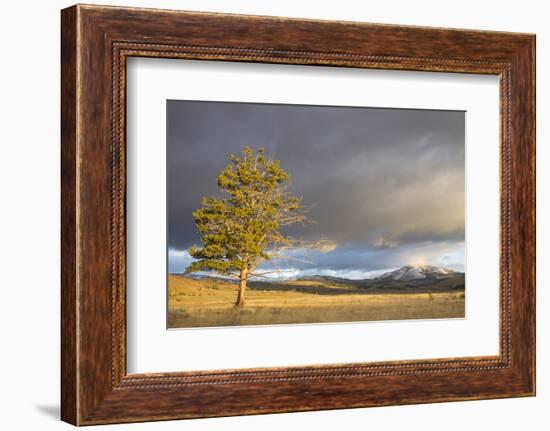 Wyoming, Yellowstone National Park, Lodgepole Pine on the Swan Lake Flats-Elizabeth Boehm-Framed Photographic Print