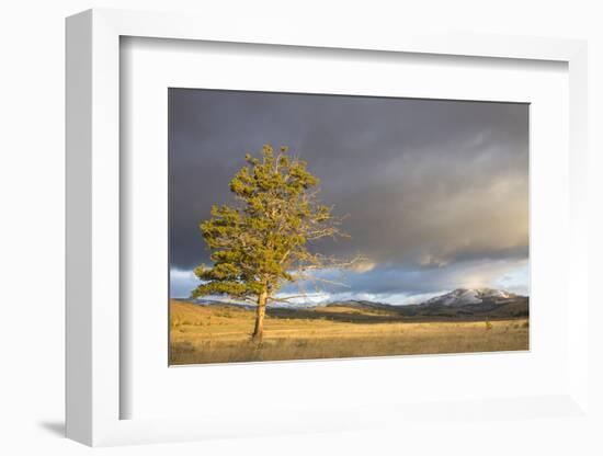 Wyoming, Yellowstone National Park, Lodgepole Pine on the Swan Lake Flats-Elizabeth Boehm-Framed Photographic Print