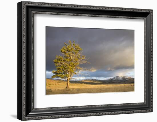 Wyoming, Yellowstone National Park, Lodgepole Pine on the Swan Lake Flats-Elizabeth Boehm-Framed Photographic Print