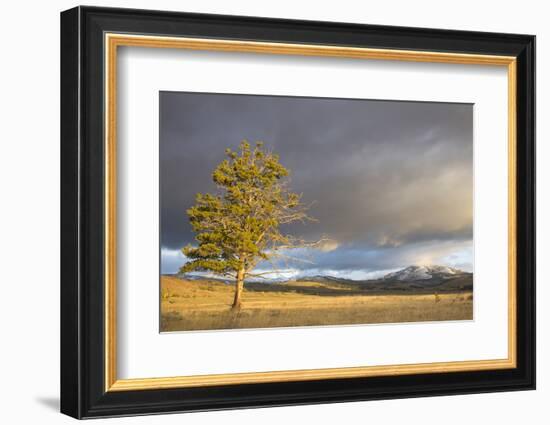 Wyoming, Yellowstone National Park, Lodgepole Pine on the Swan Lake Flats-Elizabeth Boehm-Framed Photographic Print