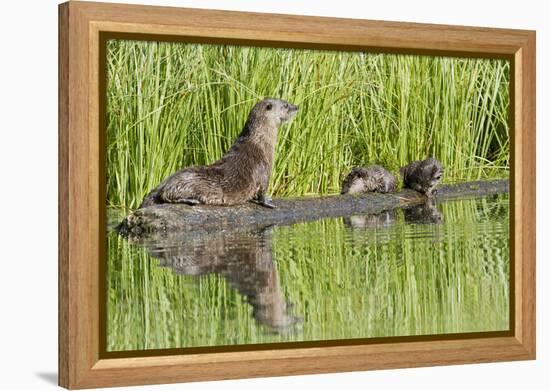 Wyoming, Yellowstone National Park, Northern River Otter and Pups on Log in Lake-Elizabeth Boehm-Framed Premier Image Canvas