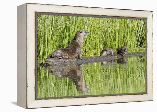 Wyoming, Yellowstone National Park, Northern River Otter and Pups on Log in Lake-Elizabeth Boehm-Framed Premier Image Canvas