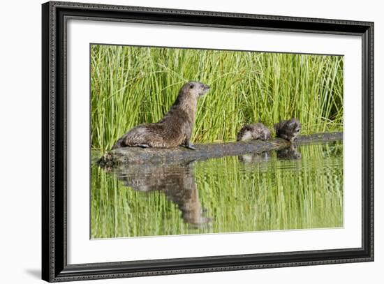 Wyoming, Yellowstone National Park, Northern River Otter and Pups on Log in Lake-Elizabeth Boehm-Framed Photographic Print