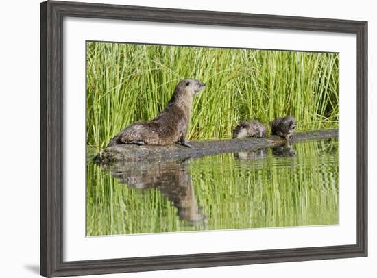 Wyoming, Yellowstone National Park, Northern River Otter and Pups on Log in Lake-Elizabeth Boehm-Framed Photographic Print