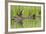 Wyoming, Yellowstone National Park, Northern River Otter and Pups on Log in Lake-Elizabeth Boehm-Framed Photographic Print