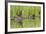 Wyoming, Yellowstone National Park, Northern River Otter and Pups on Log in Lake-Elizabeth Boehm-Framed Photographic Print