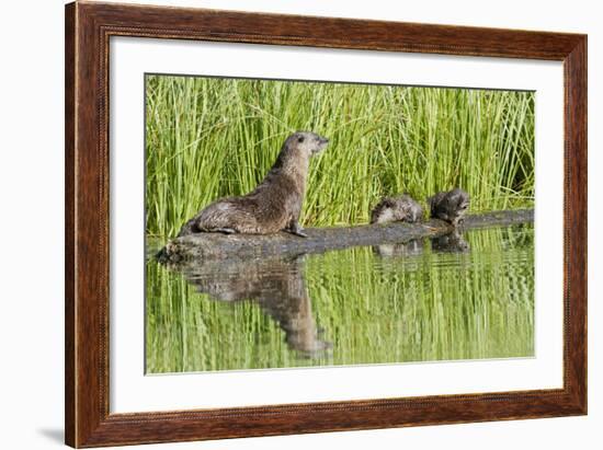 Wyoming, Yellowstone National Park, Northern River Otter and Pups on Log in Lake-Elizabeth Boehm-Framed Photographic Print