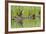 Wyoming, Yellowstone National Park, Northern River Otter and Pups on Log in Lake-Elizabeth Boehm-Framed Photographic Print