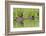 Wyoming, Yellowstone National Park, Northern River Otter and Pups on Log in Lake-Elizabeth Boehm-Framed Photographic Print