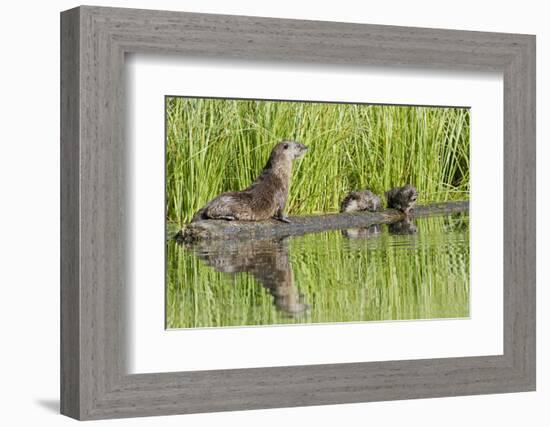 Wyoming, Yellowstone National Park, Northern River Otter and Pups on Log in Lake-Elizabeth Boehm-Framed Photographic Print