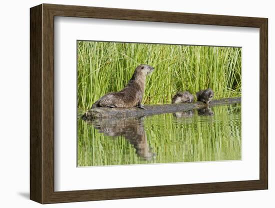 Wyoming, Yellowstone National Park, Northern River Otter and Pups on Log in Lake-Elizabeth Boehm-Framed Photographic Print