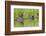 Wyoming, Yellowstone National Park, Northern River Otter and Pups on Log in Lake-Elizabeth Boehm-Framed Photographic Print