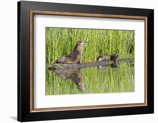 Wyoming, Yellowstone National Park, Northern River Otter and Pups on Log in Lake-Elizabeth Boehm-Framed Photographic Print