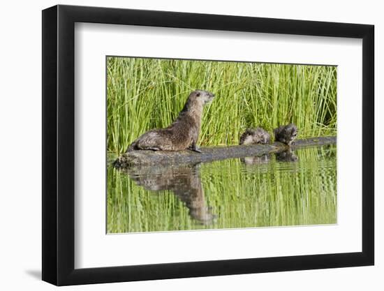 Wyoming, Yellowstone National Park, Northern River Otter and Pups on Log in Lake-Elizabeth Boehm-Framed Photographic Print