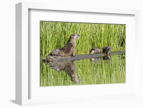 Wyoming, Yellowstone National Park, Northern River Otter and Pups on Log in Lake-Elizabeth Boehm-Framed Photographic Print