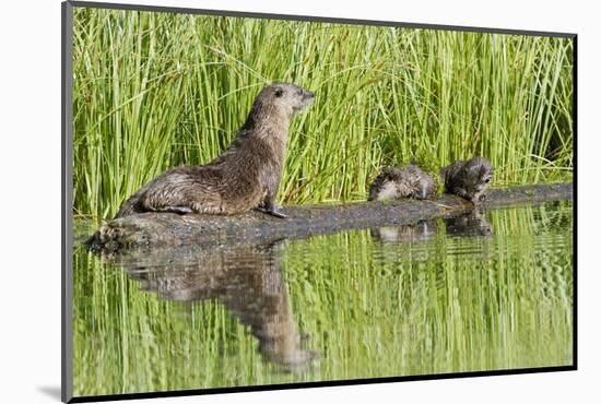 Wyoming, Yellowstone National Park, Northern River Otter and Pups on Log in Lake-Elizabeth Boehm-Mounted Photographic Print