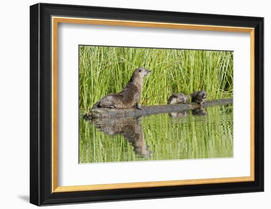 Wyoming, Yellowstone National Park, Northern River Otter and Pups on Log in Lake-Elizabeth Boehm-Framed Photographic Print