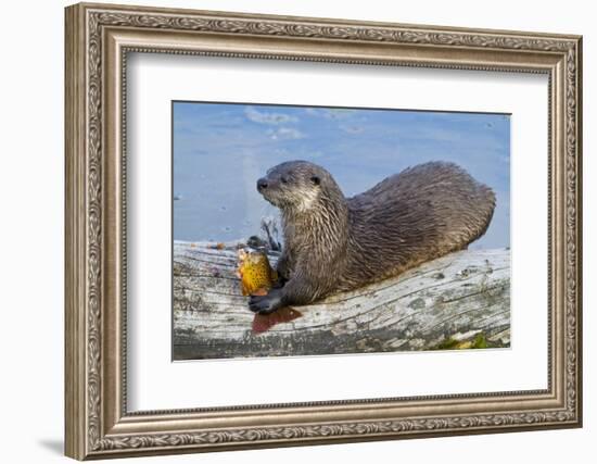 Wyoming, Yellowstone National Park, Northern River Otter Eating Cutthroat Trout-Elizabeth Boehm-Framed Photographic Print