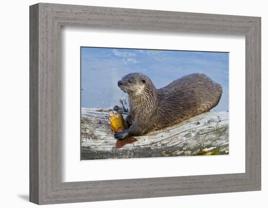 Wyoming, Yellowstone National Park, Northern River Otter Eating Cutthroat Trout-Elizabeth Boehm-Framed Photographic Print